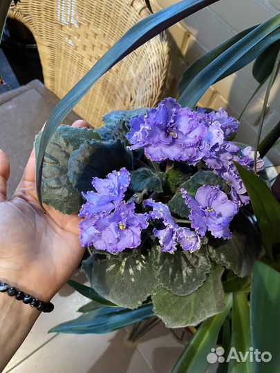 Сортовые фиалки