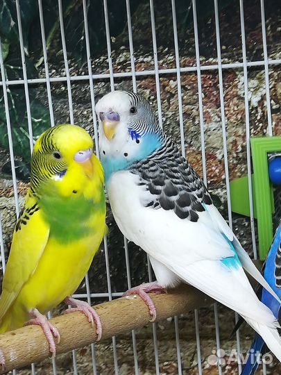 Волнистый попугай птенцы, клетка