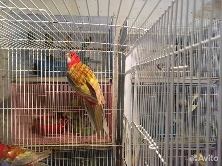 Мир Попугаев. Розелла