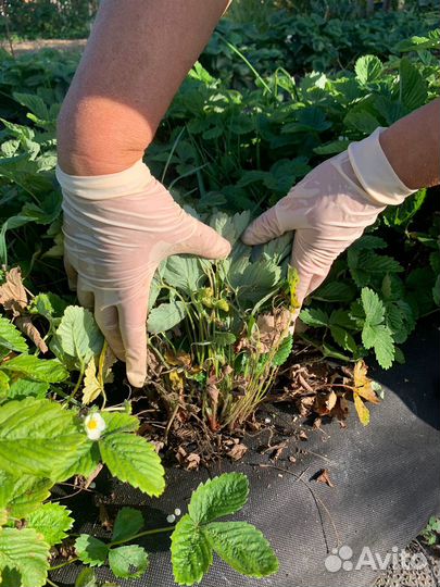 Земляника садовая рассада