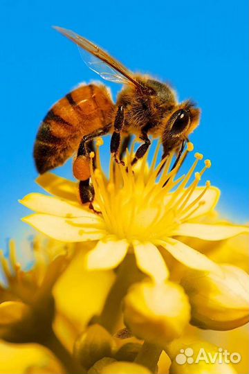 Пчелы на высадку, порода Карника и бакфаст