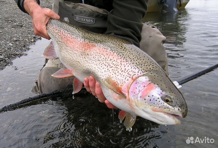 Ищу партнера для разведение рыбы, раков на турбазе