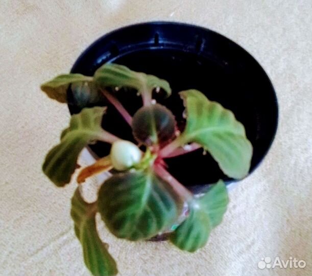 Бальзамин (Ванька мокрый) махровый