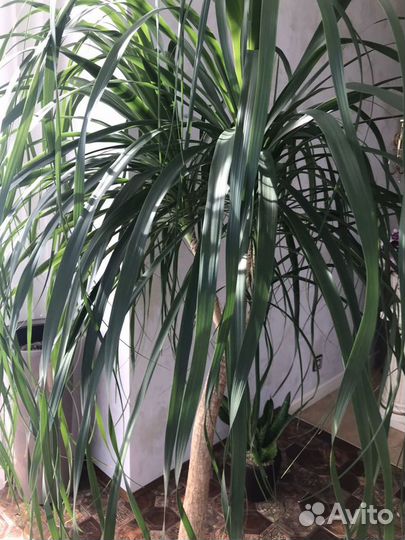 Высокий цветок Драцена