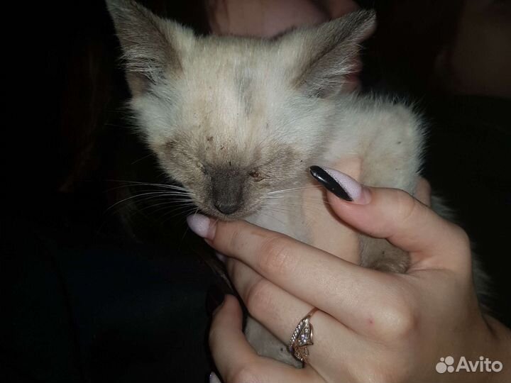 Сиамский котёнок