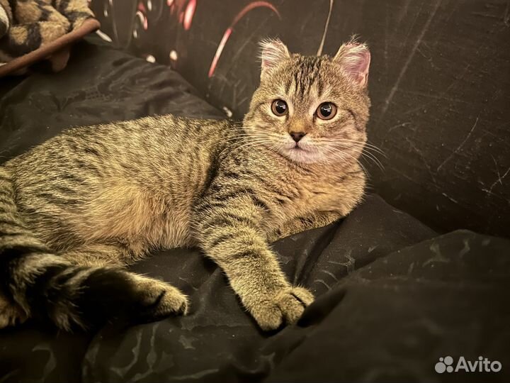 Кошка в дар