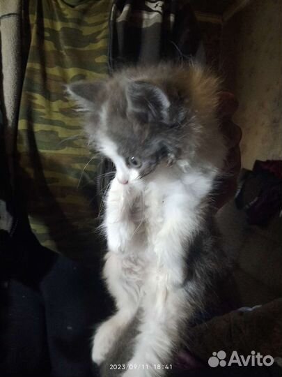Кошка