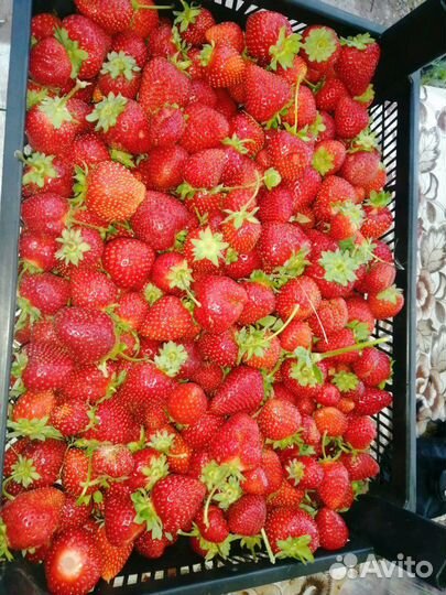 Рассада клубники разных сортов ксд. нсд. под заказ
