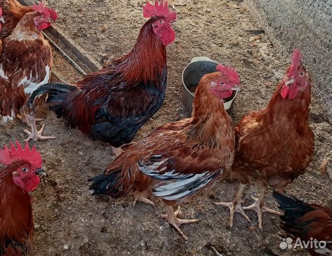 Мясо цветного бройлера Редбро