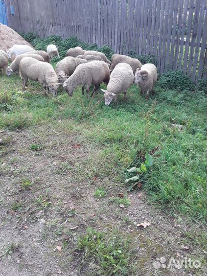 Овцы бараны