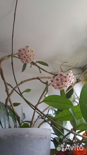 Хойя Грацилис и Карноза