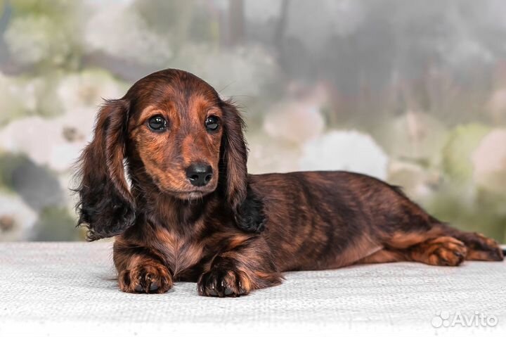 Тигровая такса