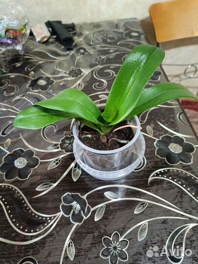 Орхидея фаленопсис мини