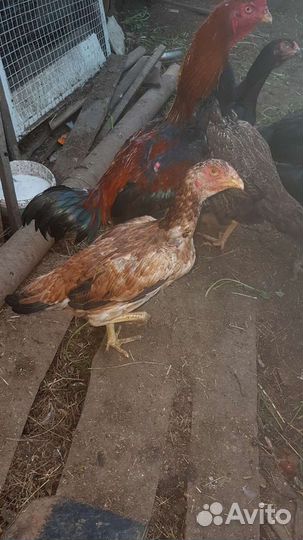 Петухи бойцовые о Шамо