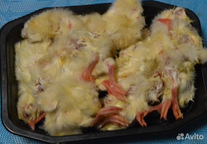 Цыплята суточные на корм животным