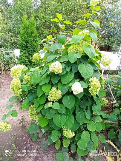 Гортензия Анабель большой куст,жемчужина, пионы