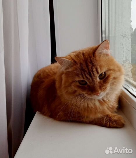 Отдам кота в добрые руки