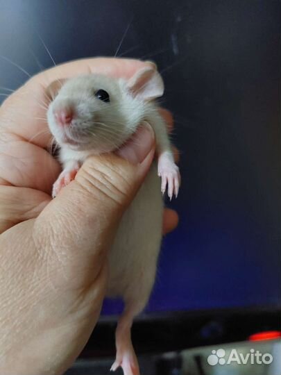 Крысята от сиамской дамбо пары