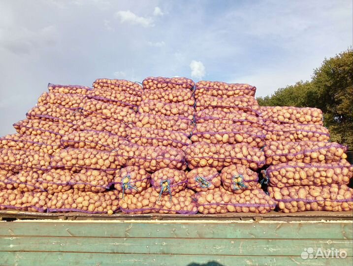 Продам картофель