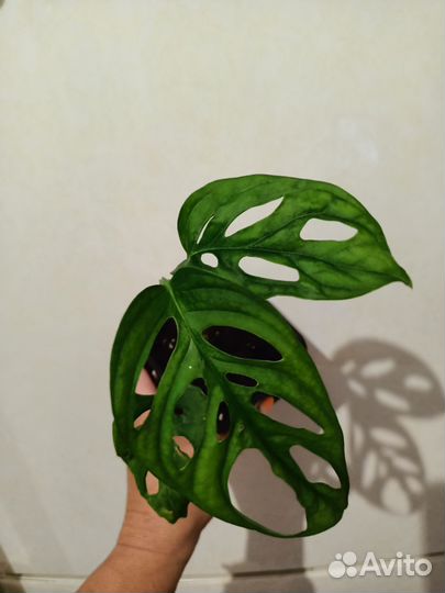 Монстера обликва