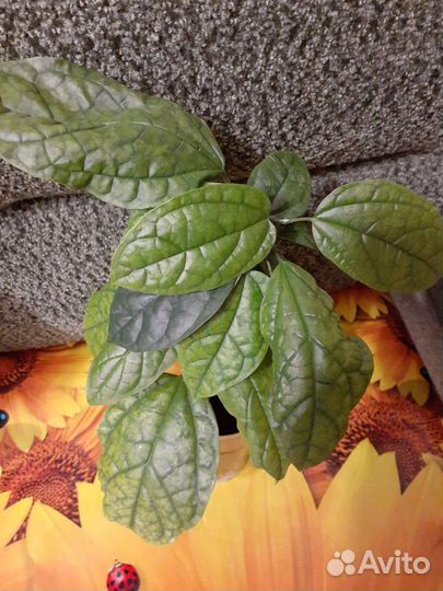 Клеродендрум Томпсона