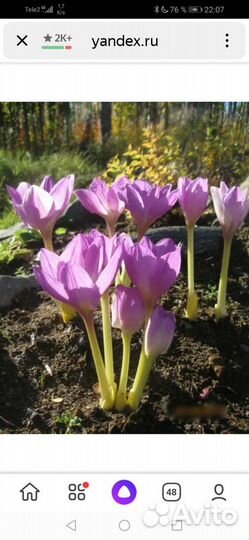 Безвременник