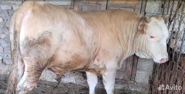 Быки на мясо