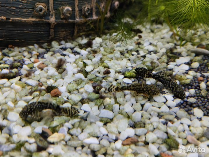 Сом анциструс вуалевый