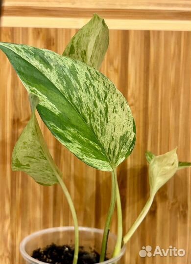 Эпипремнум марбл квин