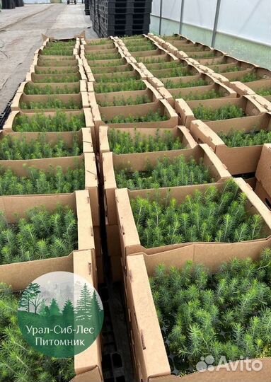 Зкс и окс Сосна Ель Лиственница сеянцы Голуб горн