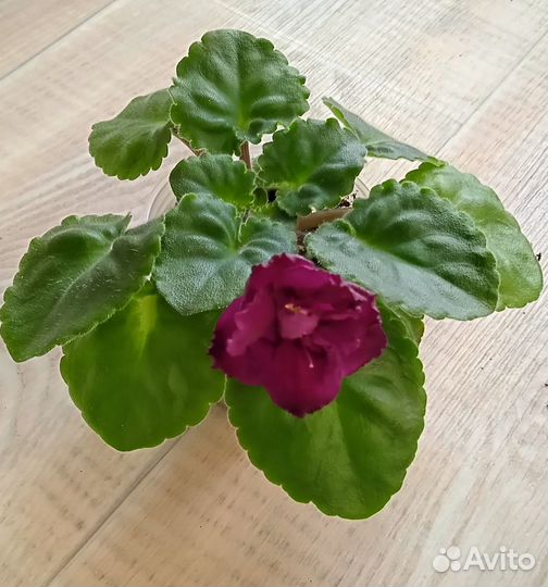 Детки сортовых фиалок