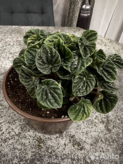 Комнатные растения, филодендрон,дифенбахия