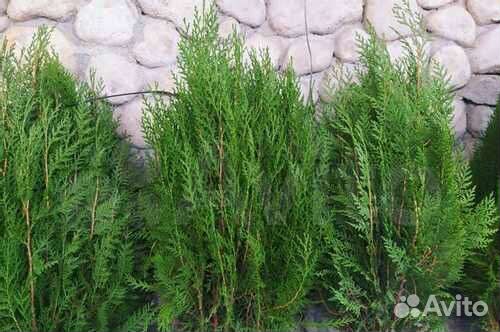 Саженцы восточной туи