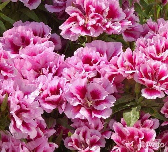 Годеция рассада