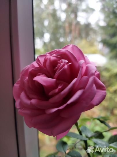 Роза комнатная домашняя