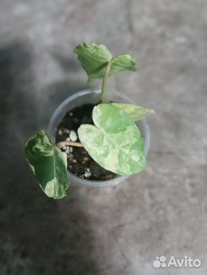 Диффенбахия, филодендрон