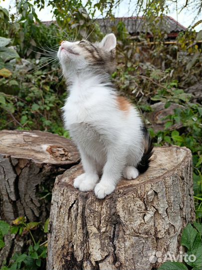 Трехцветная кошка