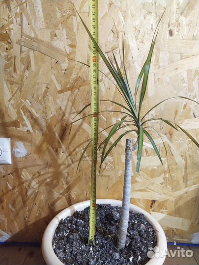 Пальма драцена