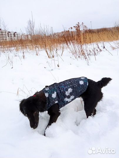 Пошив одежды для собак