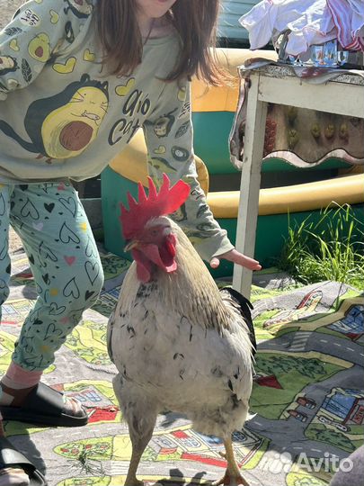 Петух 1 год