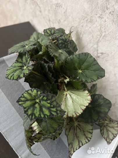 Папоротник комнатный