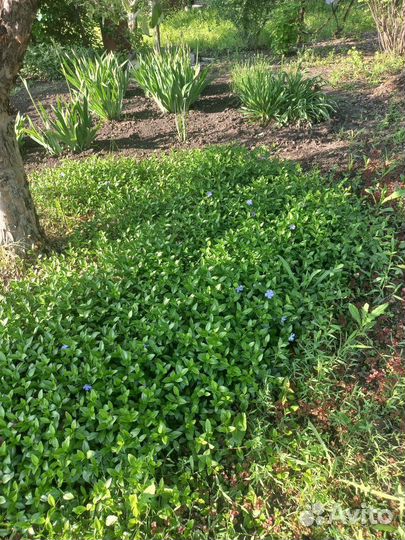 Почвопокровники и другие многолетники