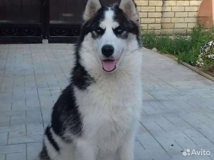 Продажа щенков хаски