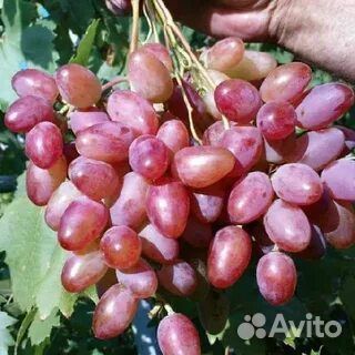 Лоно. Саженцы винограда. Калугин