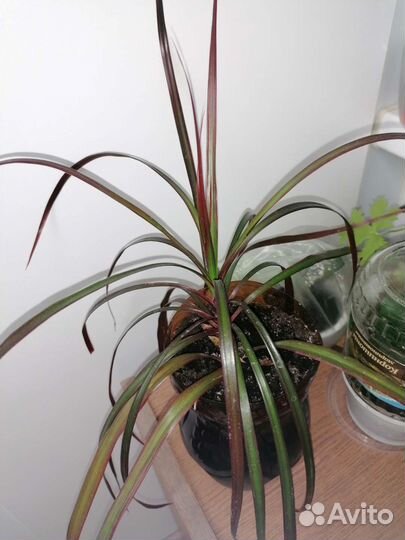 Отростки домашних растений