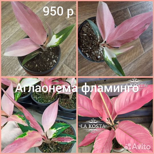 Аглаонема фламинго