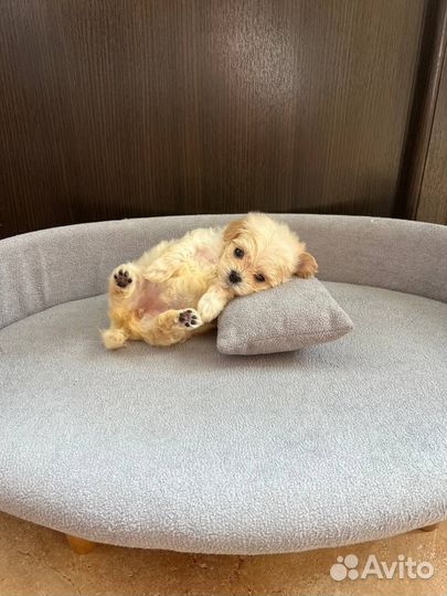 Щенки мальтипу f1 micro