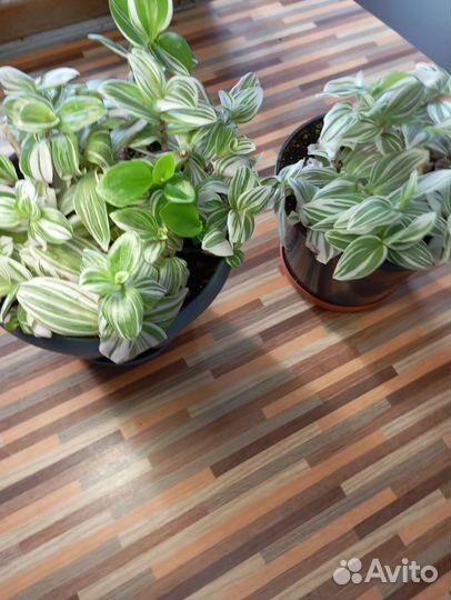 Традисканция белая