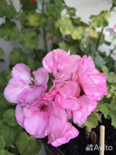 Пеларгония герань