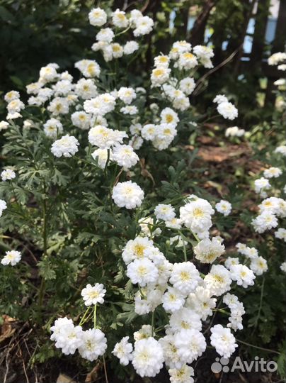 Хрищаниема почвопокровная